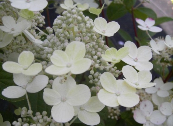 Hydrangea paniculata  Early Sensation  - Rispenhortensie -  40-60