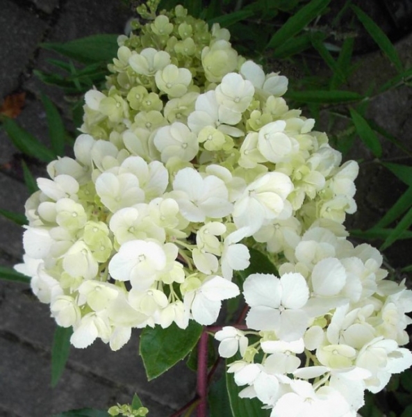 Hydrangea paniculata  Vanilla Fraise  - Rispenhortensie -  40-60