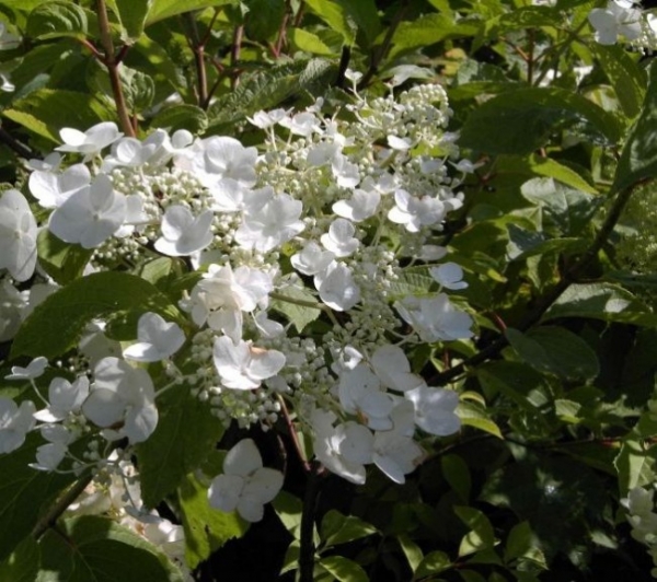 Hydrangea paniculata  White Moth (R) - Rispenhortensie -  40-60