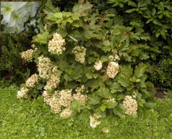 Hydrangea quercifolia  Snowflake  - Eichenblatthortensie -  40-60