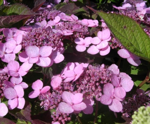 Hydrangea serrata  Koreana  - Tellerhortensie - Schirmhortensie -  30-40