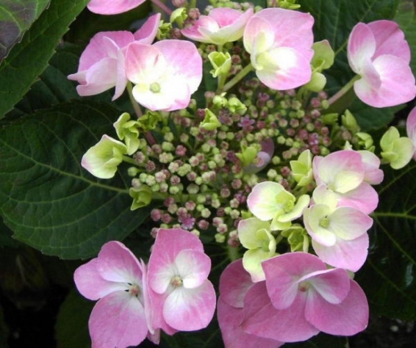 Hydrangea serrata  Rosalba  - Tellerhortensie - Schirmhortensie -  30-40