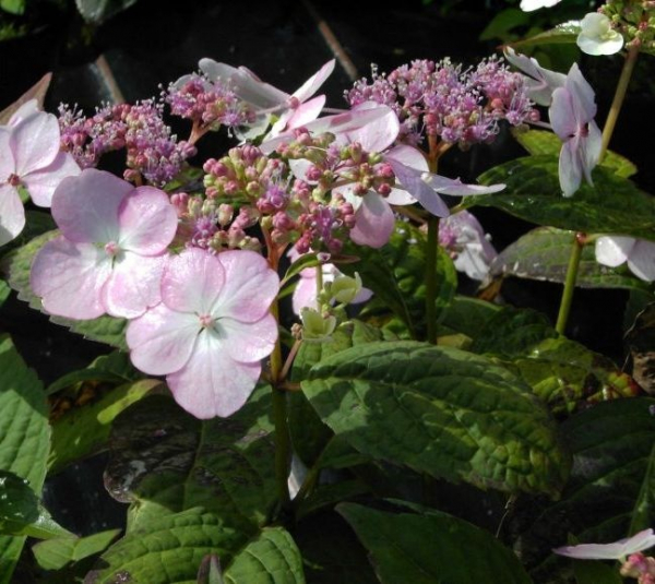 Hydrangea serrata Acuminata  - Tellerhortensie - Schirmhortensie - 30-40