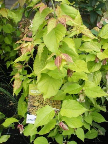 Leycesteria formosa  Golden Lanterns  - Karamellbeere - Buntdachblume -  40-60