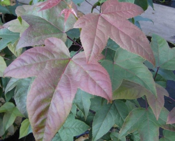 Liquidambar acalycina - Chinesischer Amberbaum -  200-250