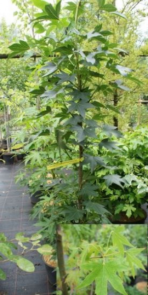 Liquidambar styraciflua  Worplesdon  - Amerikanischer Amberbaum -  80-100