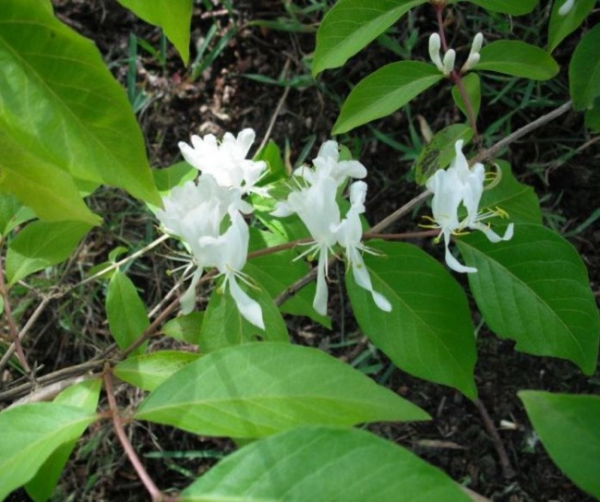 Lonicera maackii  - Schirmheckenkirsche - 60-100