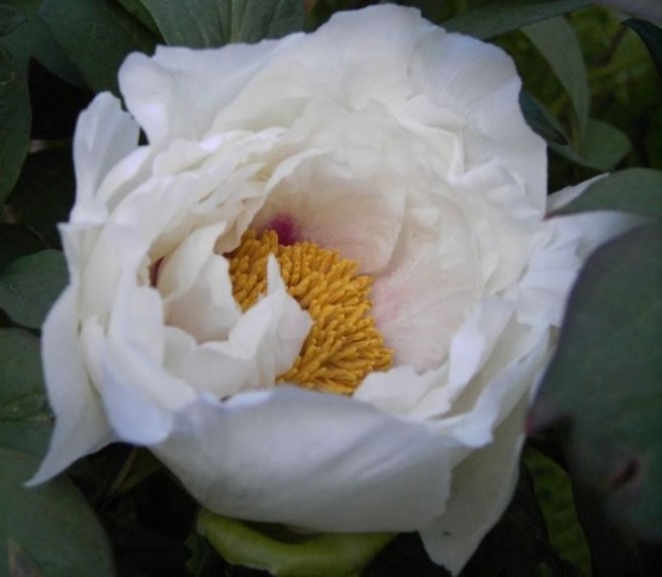 Paeonia suffruticosa Hybriden i.F. - Strauchpfingstrose - Baumpfingstrose -