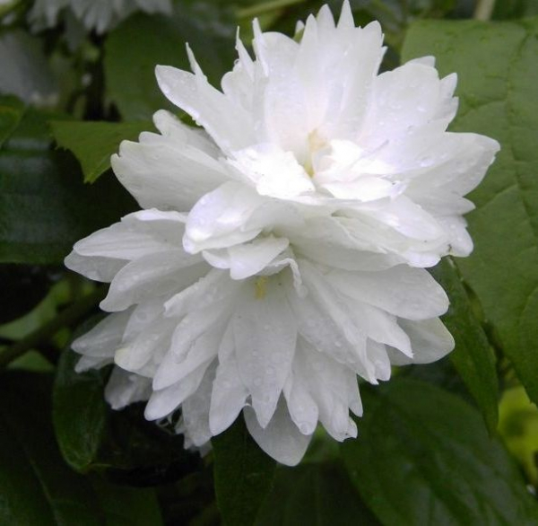 Philadelphus  Minnesota Snowflake  - Gartenjasmin - Pfeifenstrauch -  40-60