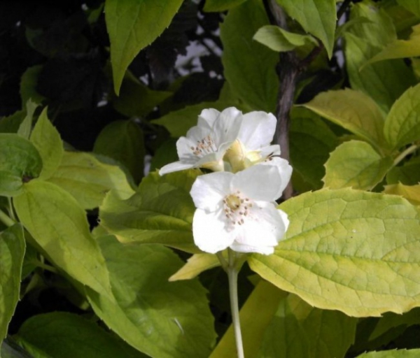 Philadelphus coronarius Aureus - Falscher Jasmin - Pfeifenstrauch -  40-60