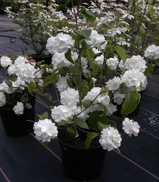 Viburnum plicatum Janny - Zwerg-Schneeball -