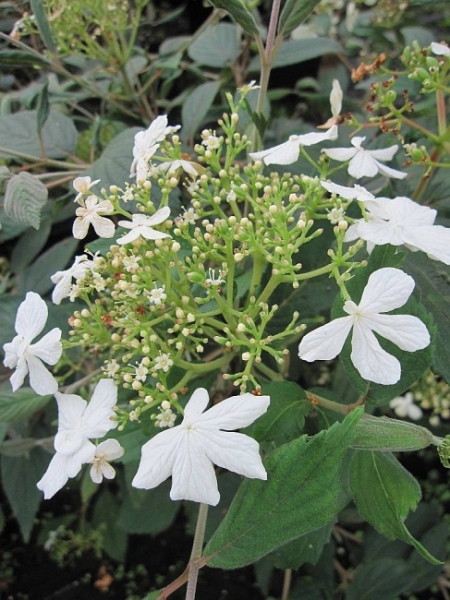 Viburnum plicatum Watanabe - Zwerg-Schneeball -