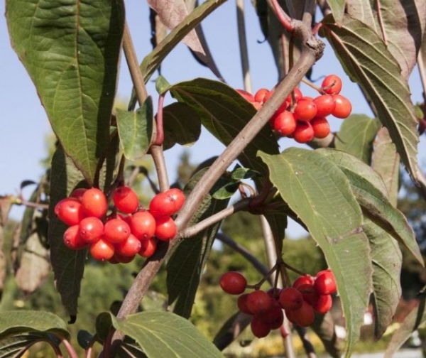 Viburnum setigerum - Schneeball -