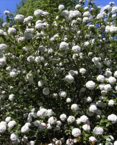 Viburnum x carlcephalum - Großblumiger Schneeball -