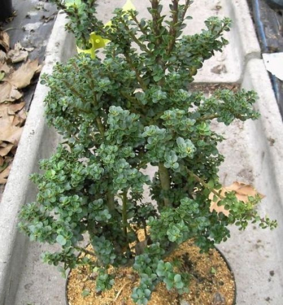 Ilex crenata Mariesii - Bonsai-Ilex - Zwergstechpalme Mariesii - Berg-Ilex -