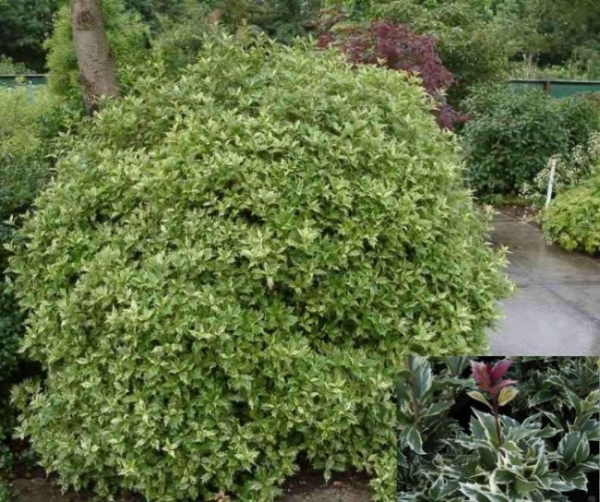 Osmanthus heterophyllus  Variegatus  - Herbst-Duftblüte -  30-40