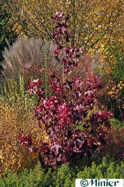 Liquidambar styriciflua rotundiloba - Amerikanischer Amberbaum - Seesternbaum - American Sweetgumbaum