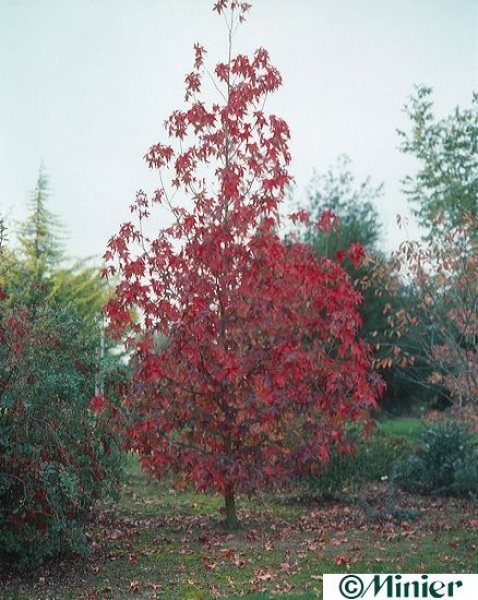 Liquidambar styraciflua Thea - amerikanischer Amberbaum - Seesternbaum - american Sweetgum - Kaugummibaum -