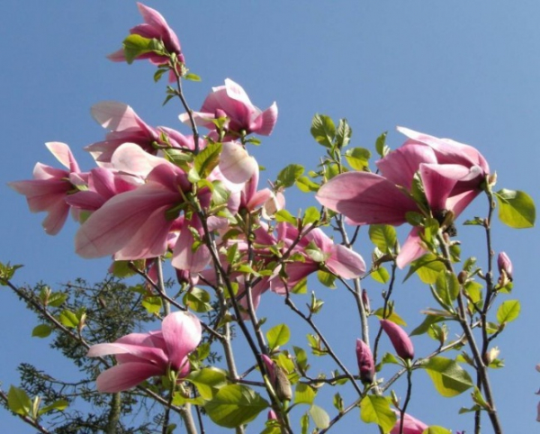 Magnolia sprengeri  Galaxy  - Rosa Magnolie - duftend - 40-60cm