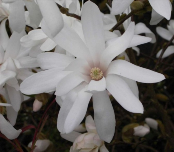 Magnolia stellata - Sternmagnolie -  40-60