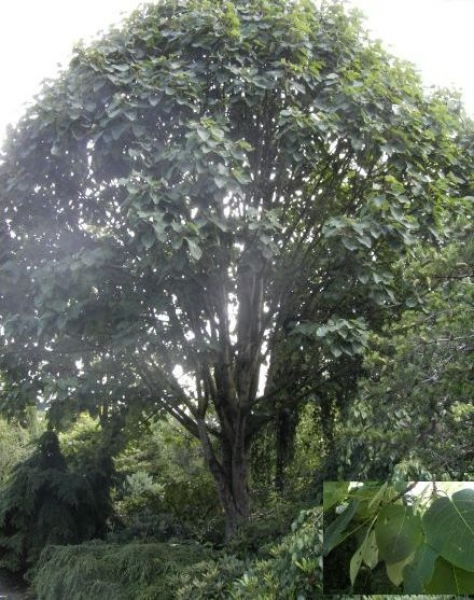 Populus wilsonii - Großblattpappel -  60-100