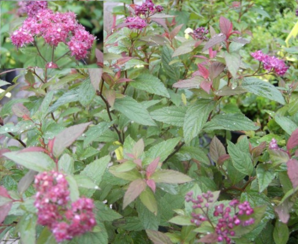 Spiraea bumalda Darts Red - Rote Zwergspiere -