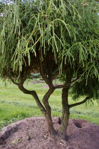 Chamaecyparis pisifera Filifera Nana Bonsai  - Grüne Zwergfadenzypresse - 150