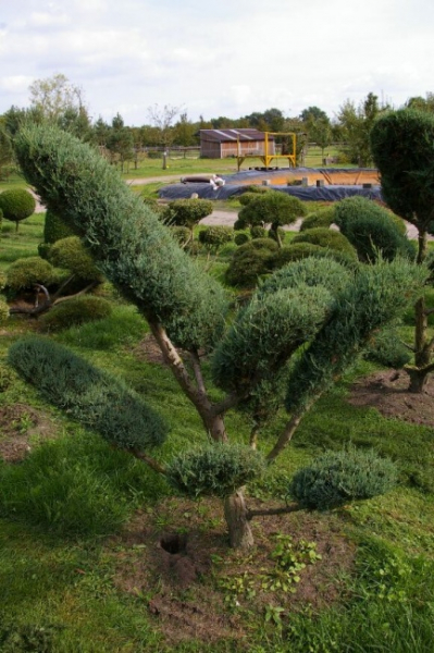 Juniperus virginiana Grey Owl Bonsai  - Strauchwacholder Grey Owl - 150-175