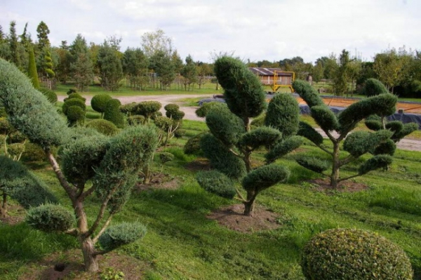 Juniperus virginiana Grey Owl Bonsai  - Strauchwacholder Grey Owl - 150-175