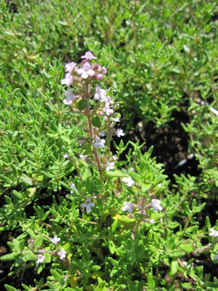 Thymus Vulgaris Compactus Gedrungener Garten Thymian Www