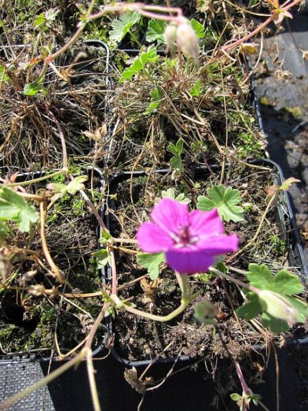 Geranium sanguineum Max Frei - Blutstorchschnabel -