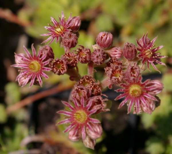 Sempervivum hybr. Lila Fee - Hauswurz - Dachwurz