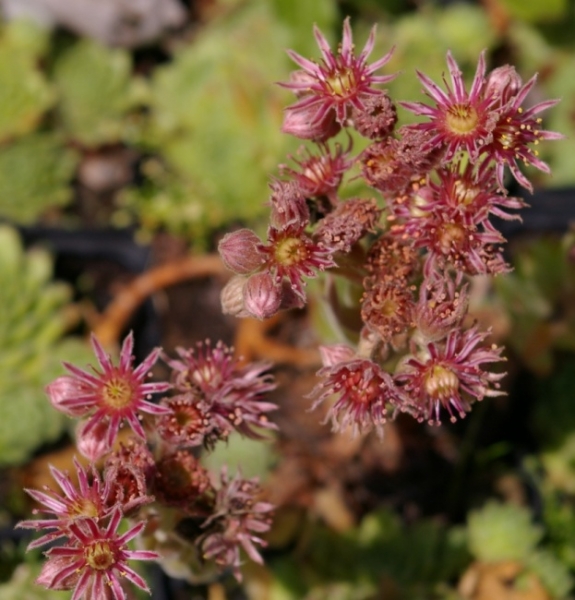 Sempervivum hybr. Lila Fee - Hauswurz - Dachwurz