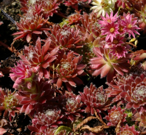 Sempervivum hybr. Red Beam - Hauswurz - Dachwurz