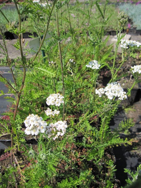 Achillea millefolium White Beauty - Weiße Scharfgarbe White Beauty