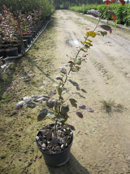 Blutbuche - Purpurbuche - Fagus sylvatica Purpurea