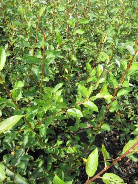 Salix caprea Silberglanz - Adventweide - Kätzchenweide