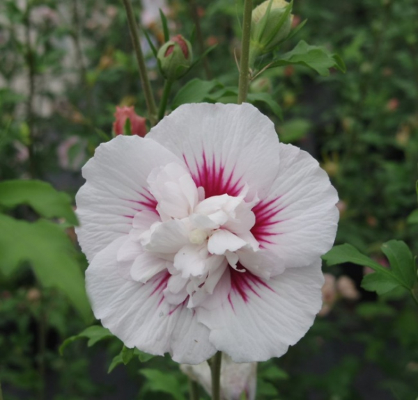 Hibiskus China Bird