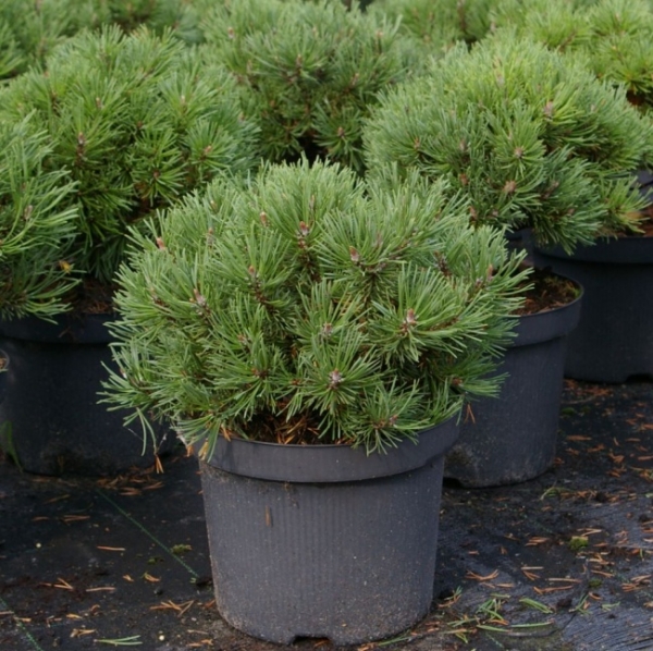 Pinus mugo Mops - Kugel-Kiefer - 20-25
