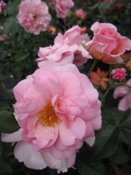 Strauchrose Rosario ® - Rosa Rosario - Tantau Rose