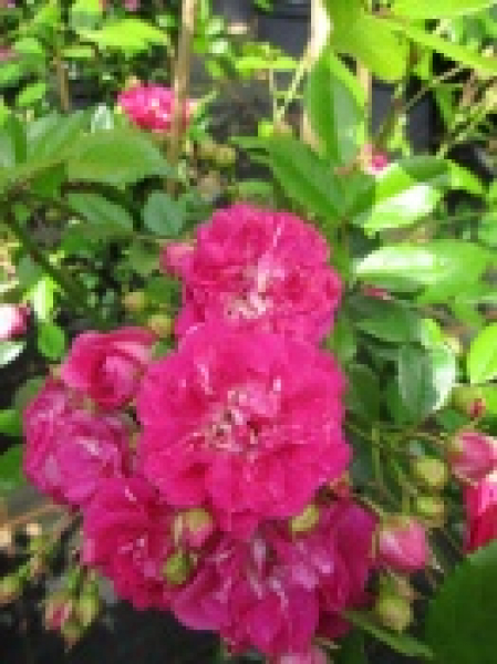 Ramblerrose Super Excelsa (R) - Ramblerrose