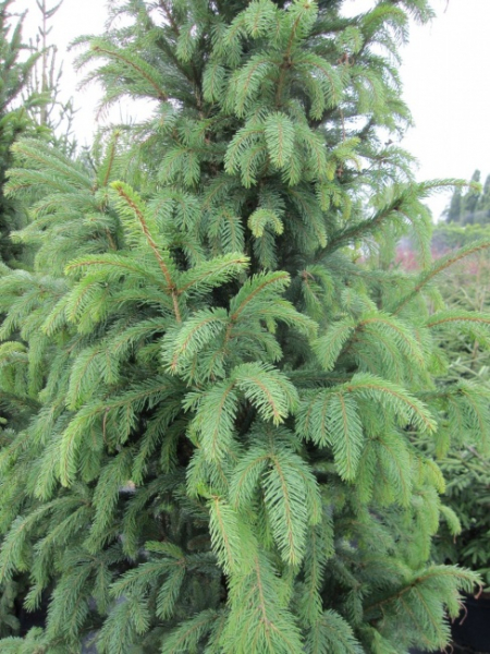 Picea abies Columnaris - Saeulenfichte - Pyramidenfichte - Columnaris ...