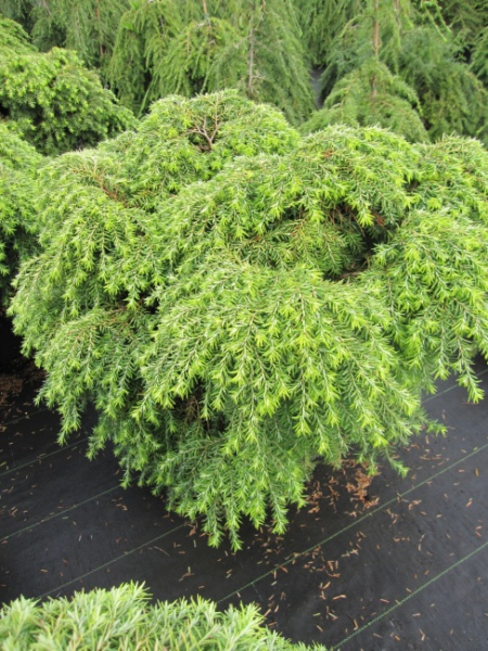 Tsuga canadensis Nana - Zwerg-Hemlocktanne - 30-40