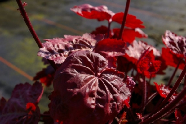 Heuchera micrantha Palace Purple - Silberglöckchen ...