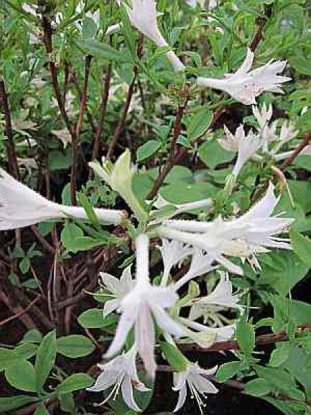 Rhododendron "atlanticum" - Sommergrüne Azalee 25-30