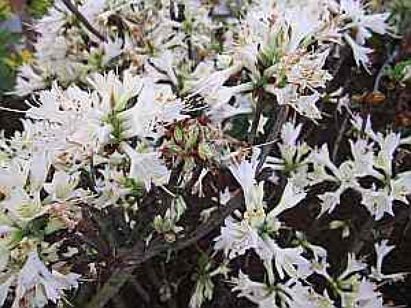 Rhododendron luteum "Fragrant Star" 25-30