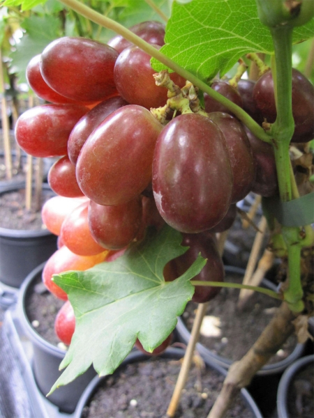 vitis suffolk red