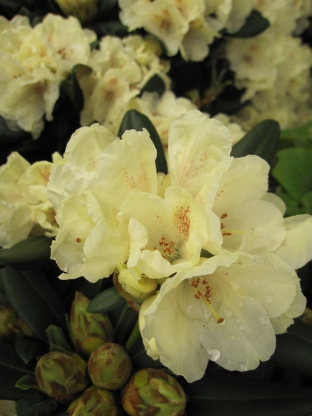 Rhododendron yakushimanum Millenium Gold - Ball-Rhododendron Millenium Gold