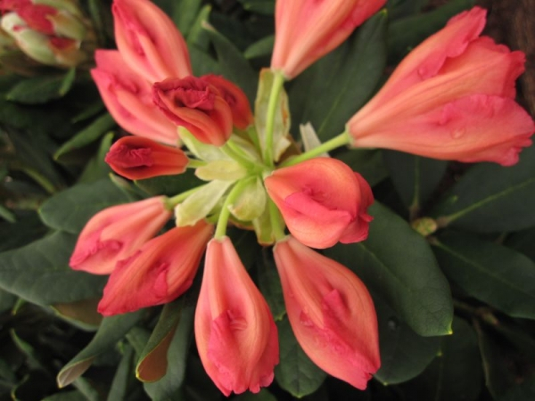 Rhododendron yakushimanum Valencia - Ball-Rhododendron Valencia