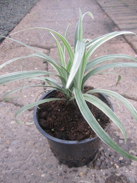 Liriope spicata Silver Dragon - Schleichgras - Affengras - Lilientraube